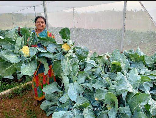 A woman holding up some green leaves in front of a large pile.|A woman holding up some green leaves in front of a large pile.