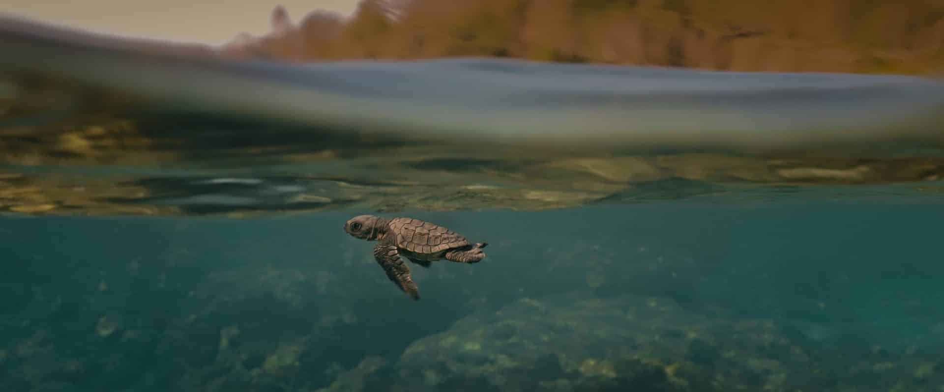 A turtle swimming in the water near some trees.|A woman standing in front of some bushes|A woman standing in front of some bushes|Blank image|A person walking on the beach with their shadow|A person standing on the beach at sunset.